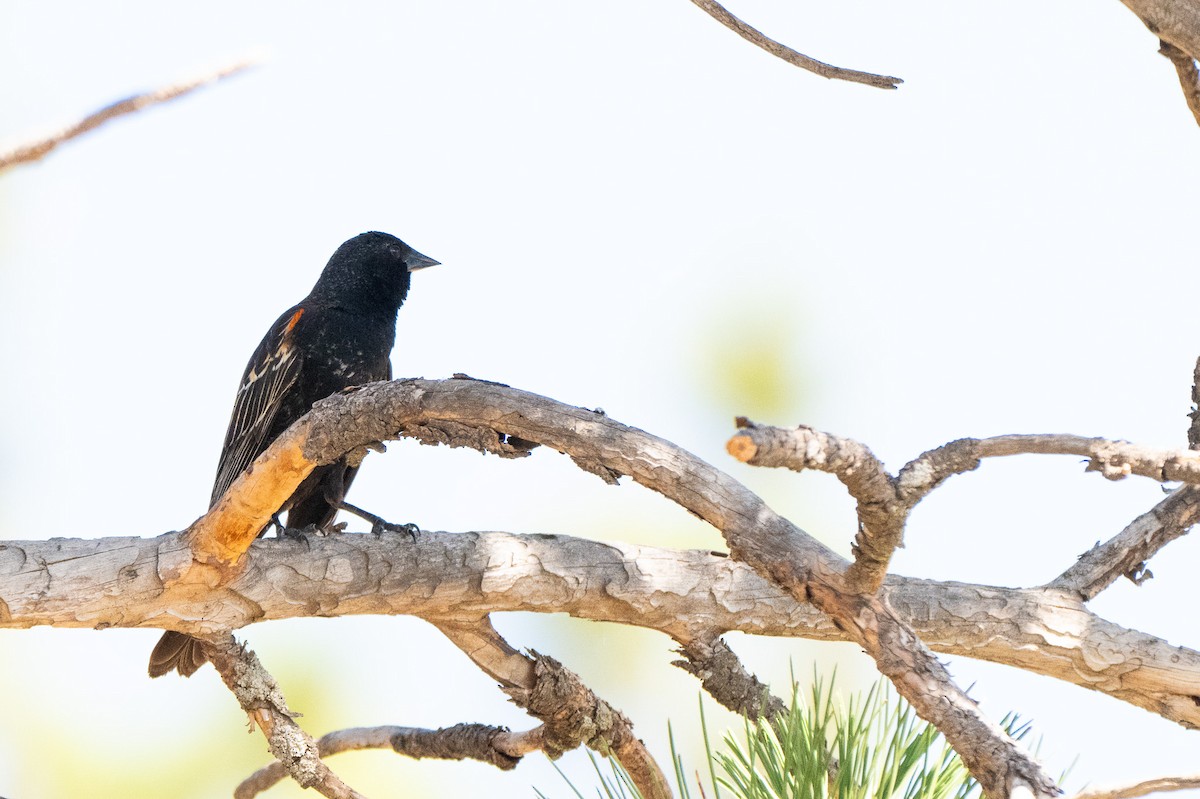 Red-winged Blackbird - ML620891334