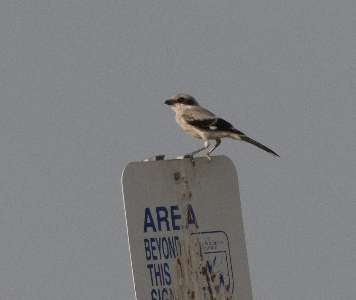 Loggerhead Shrike - ML620891335