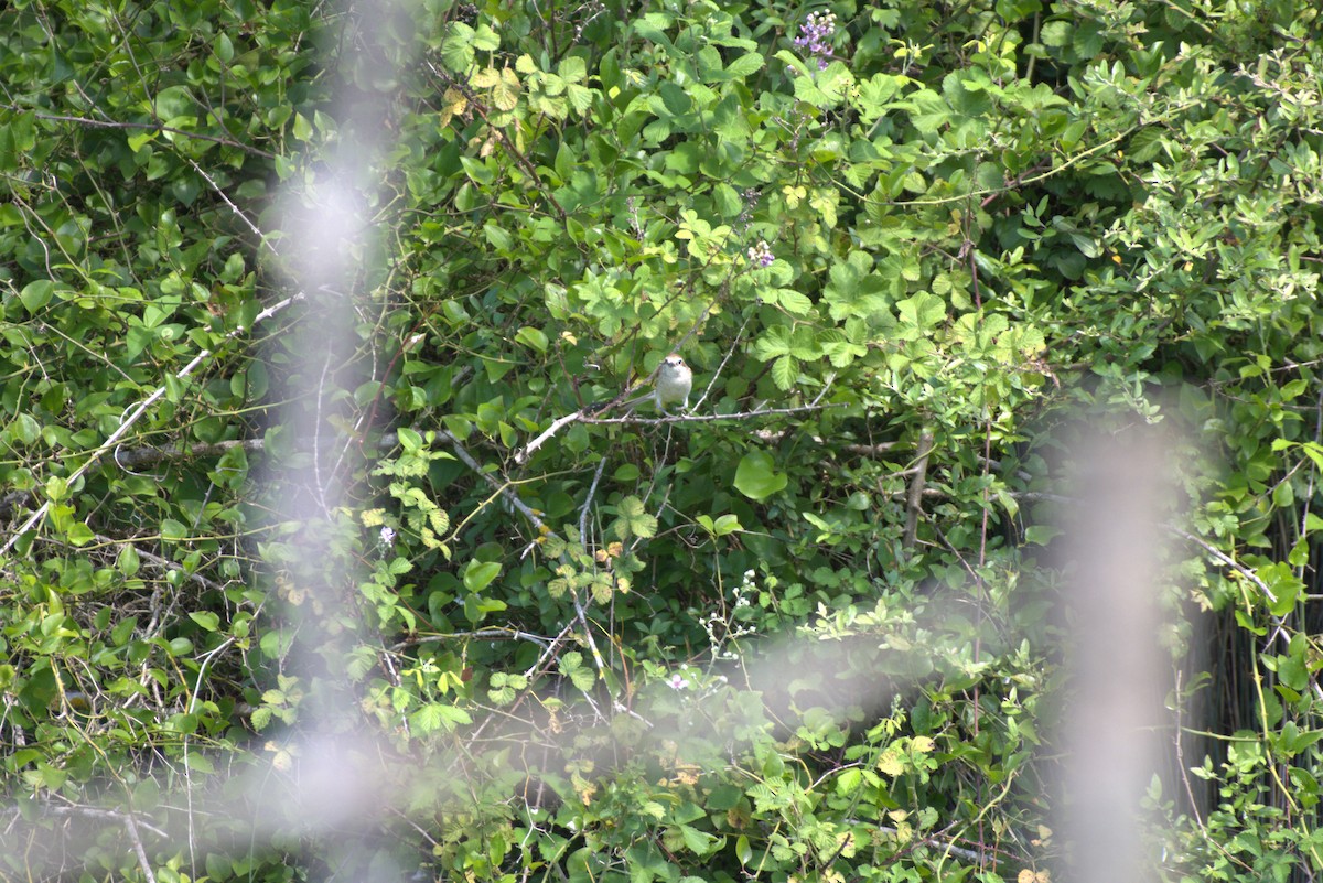 Red-backed Shrike - ML620891336