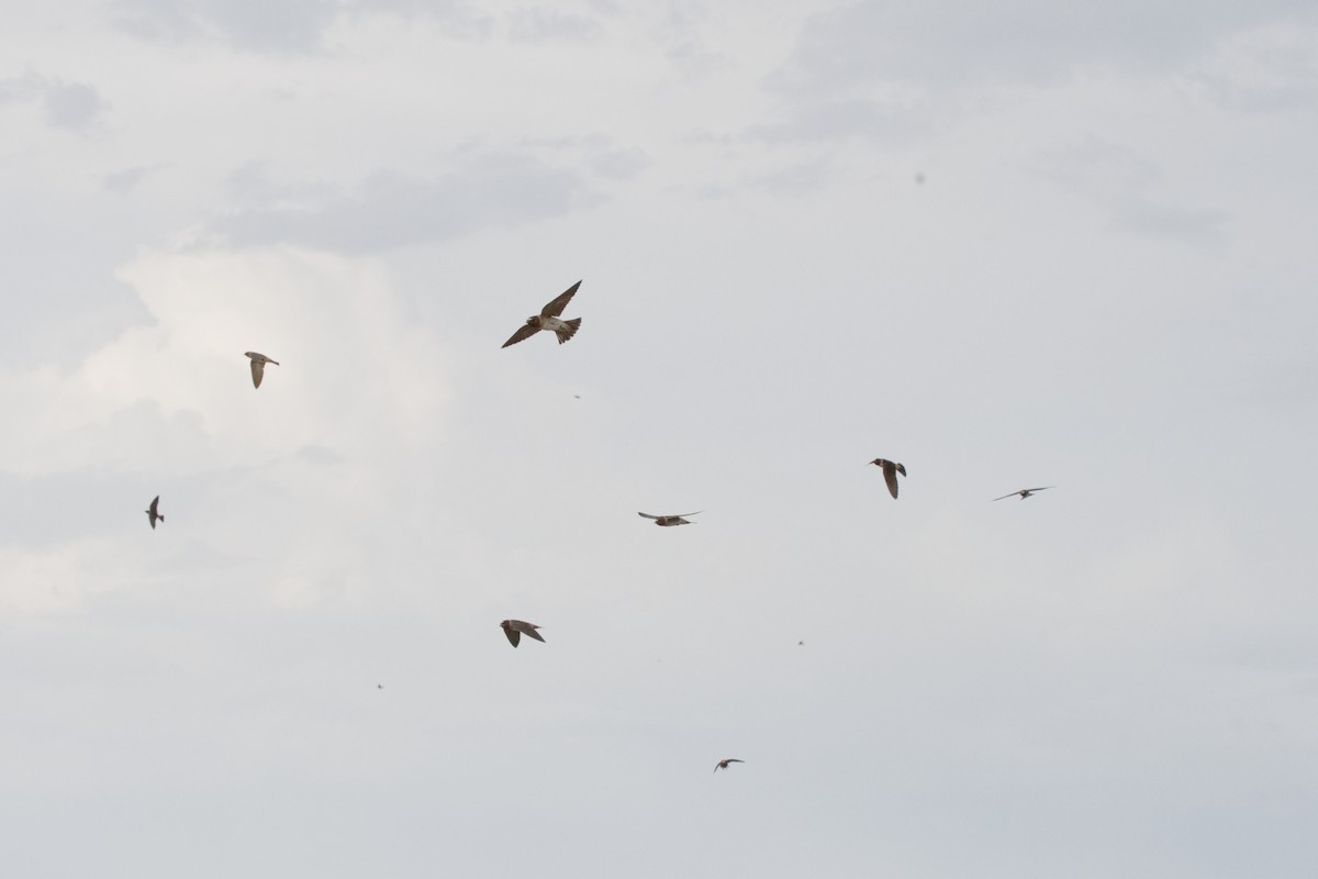 Cliff Swallow - ML620891337