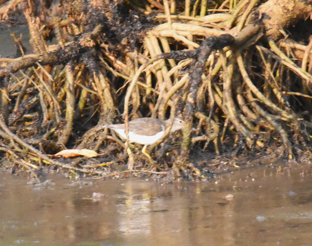 Spotted Sandpiper - Jerry Davis