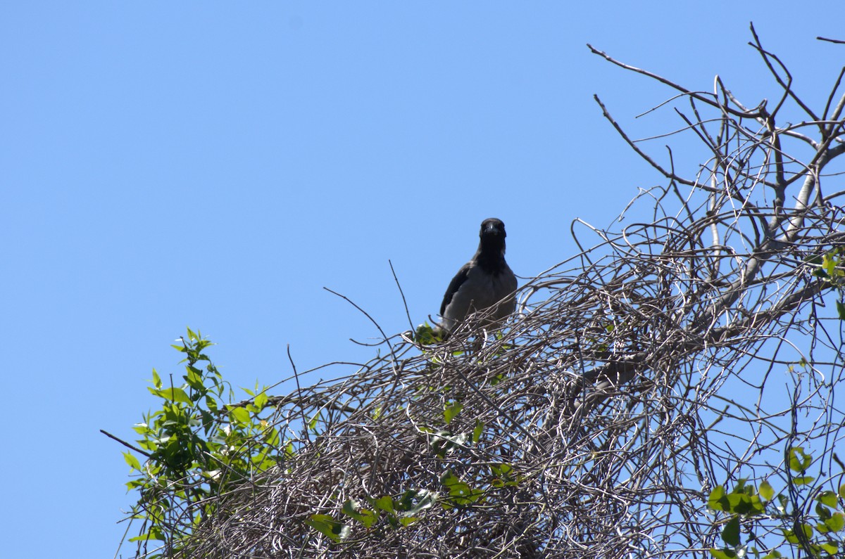 Hooded Crow - ML620891339