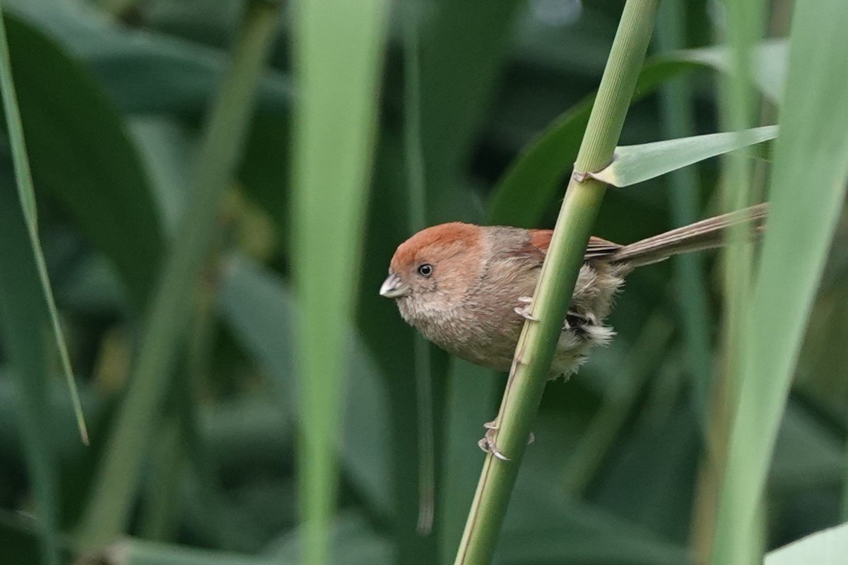 Vinous-throated Parrotbill - ML620891340