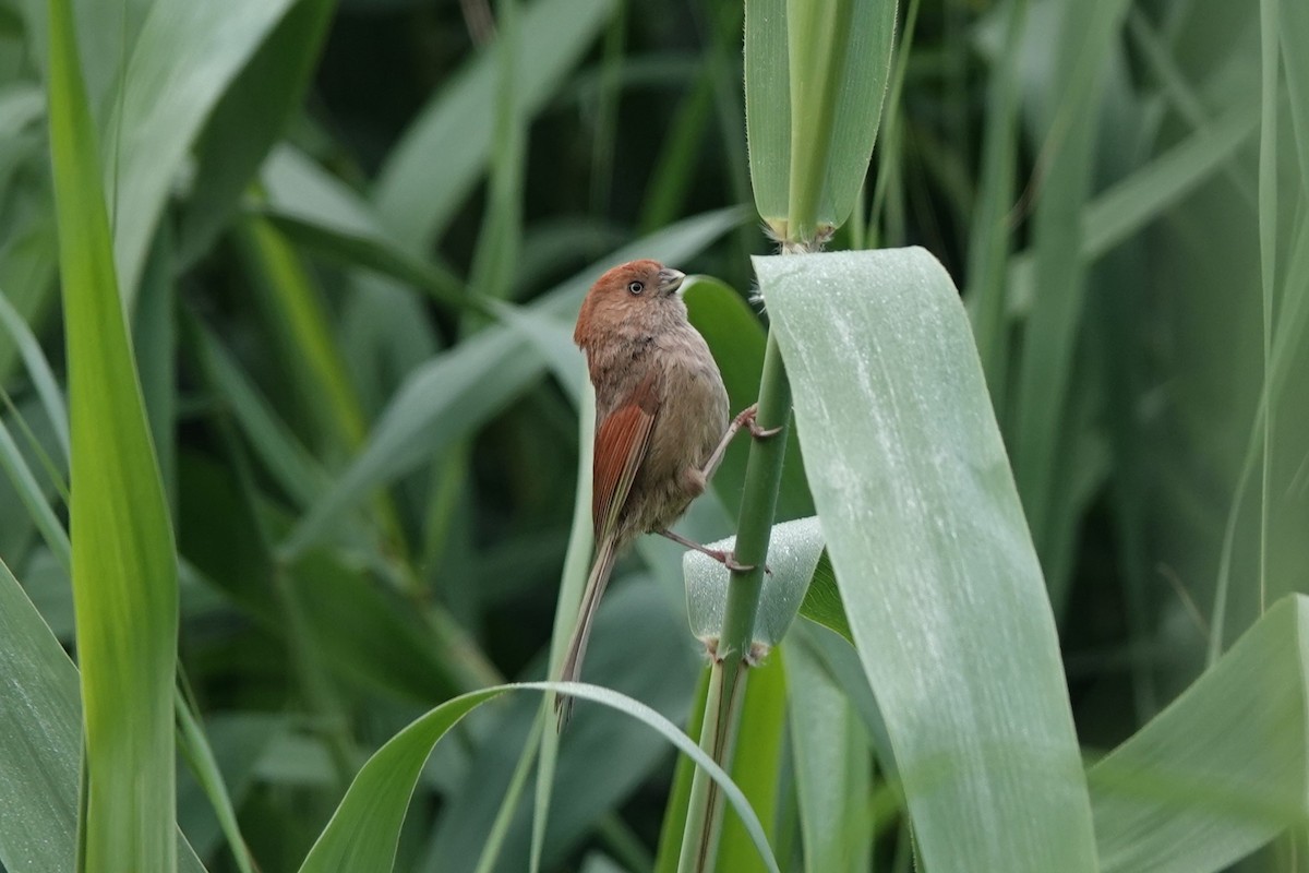 Vinous-throated Parrotbill - ML620891341