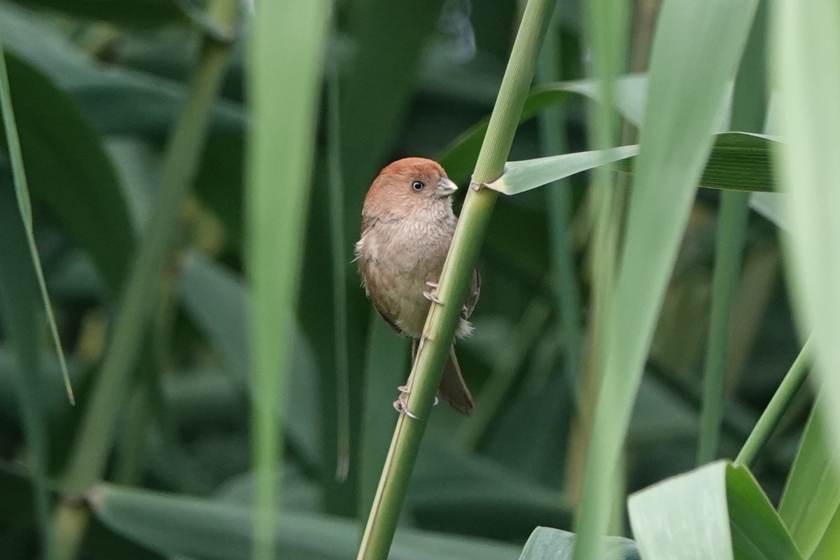 Vinous-throated Parrotbill - ML620891342