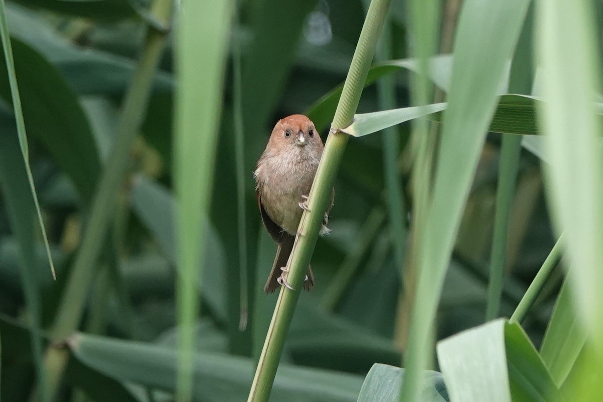 Vinous-throated Parrotbill - ML620891343