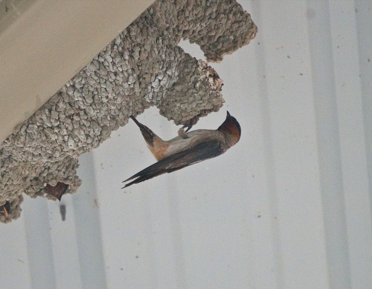 Cliff Swallow - ML620891344