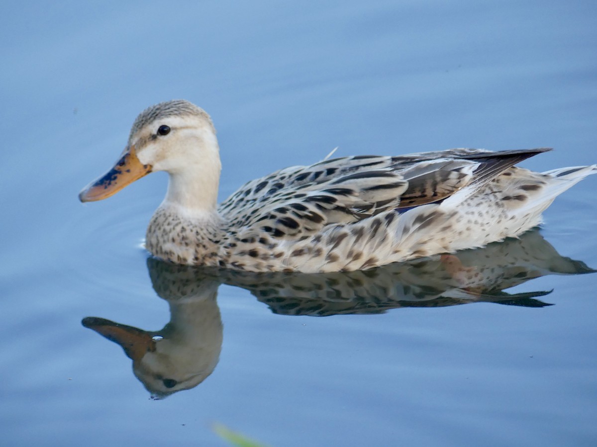 Canard colvert - ML620891345