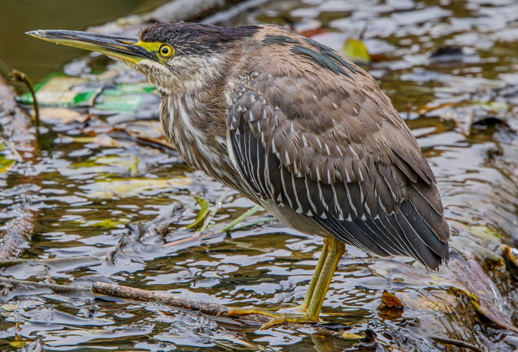 Striated Heron - ML620891347