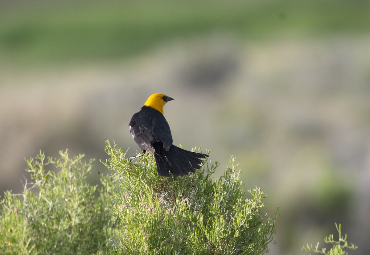 Yellow-headed Blackbird - ML620891349