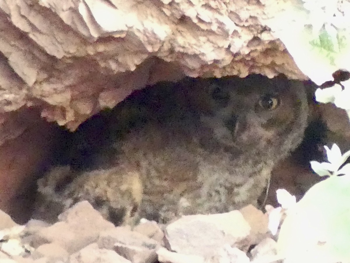 Great Horned Owl - ML620891350