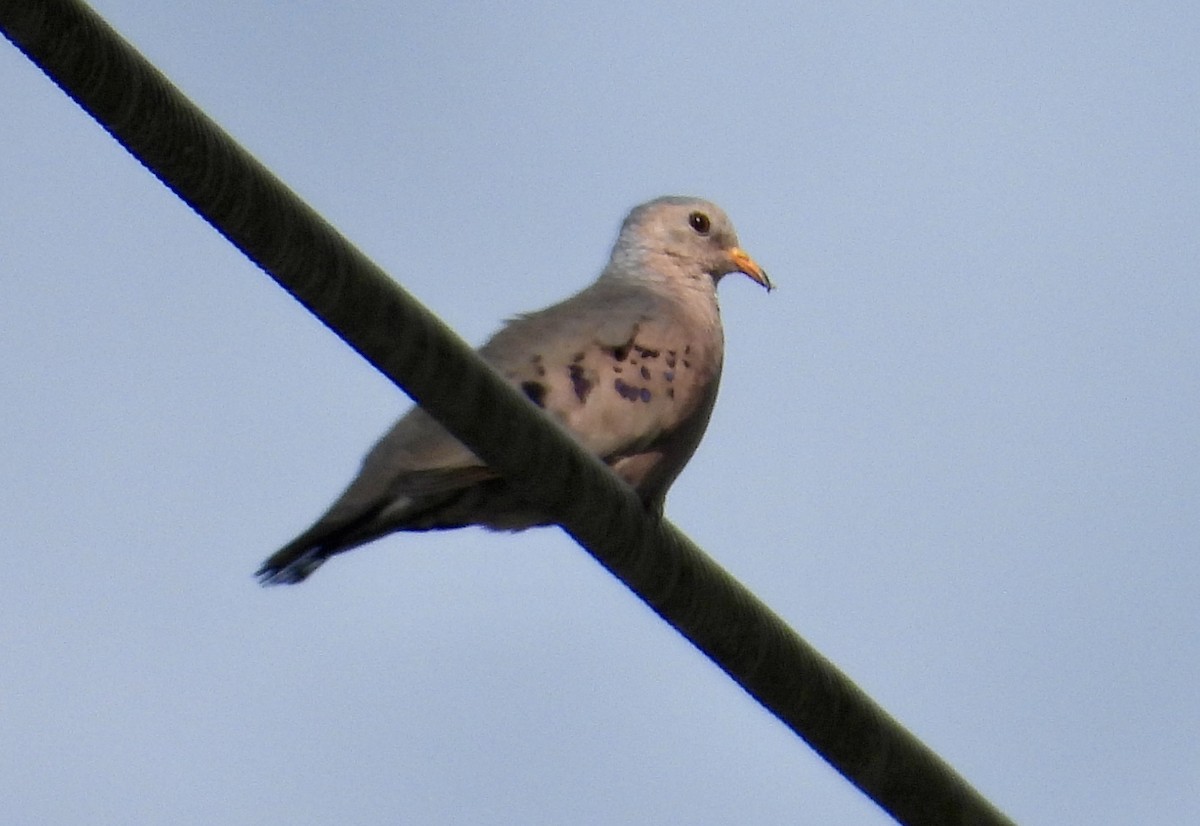 Common Ground Dove - ML620891351