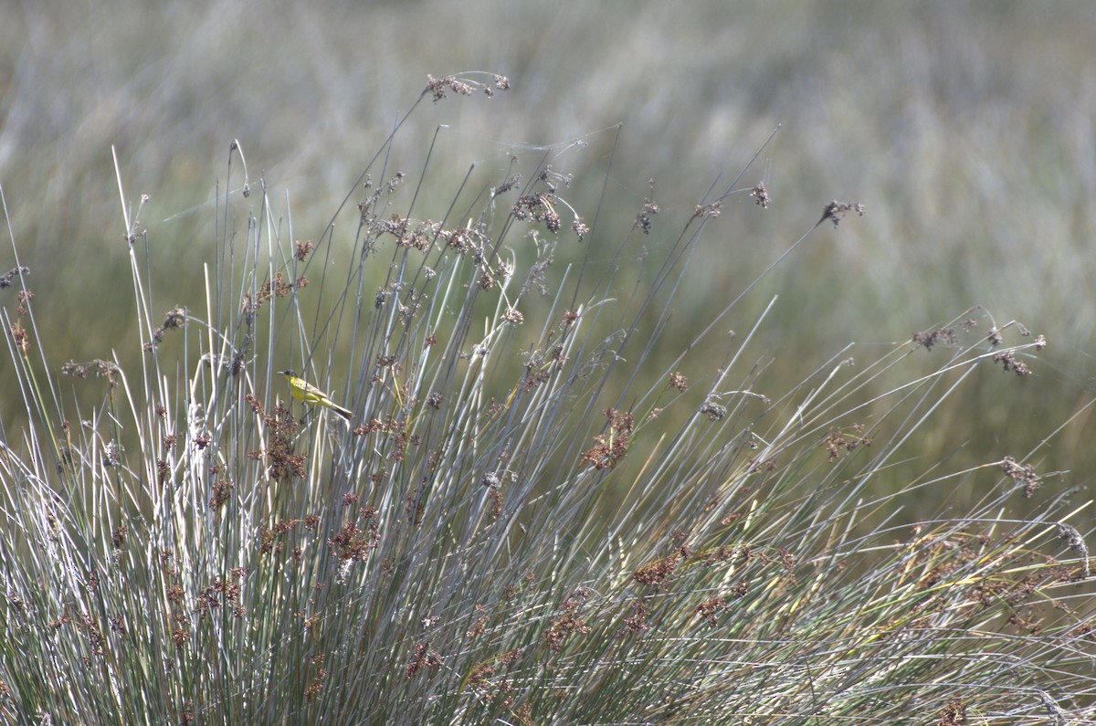 Western Yellow Wagtail - ML620891352