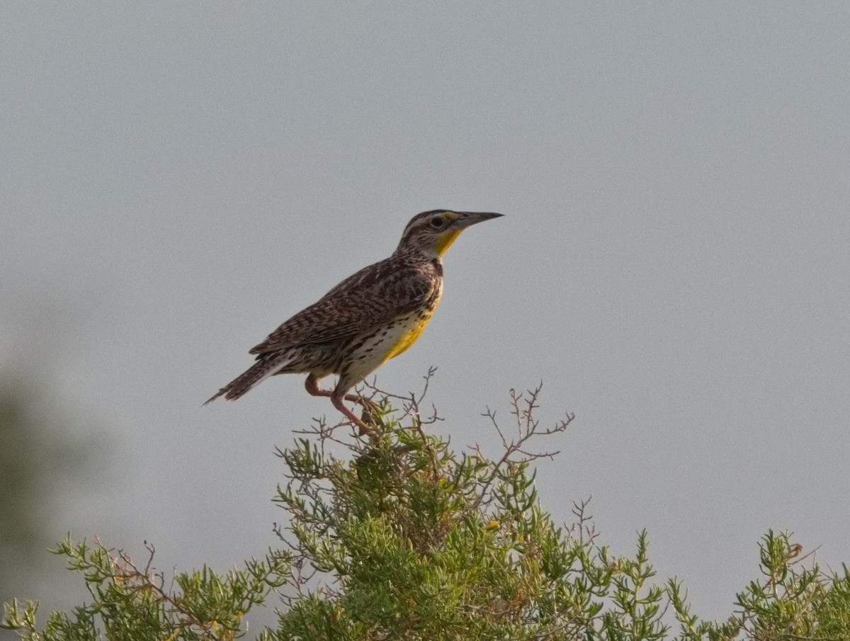 Western Meadowlark - ML620891353