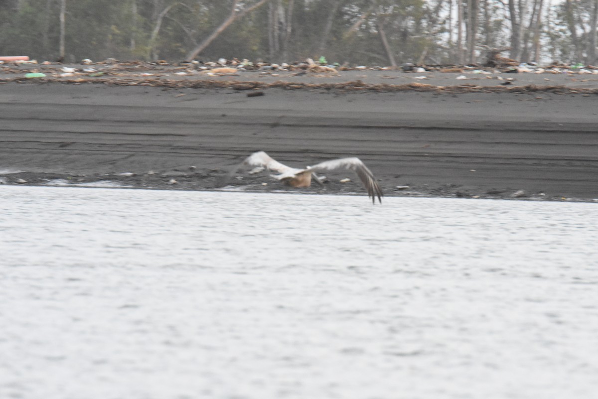 Brown Pelican - ML620891355