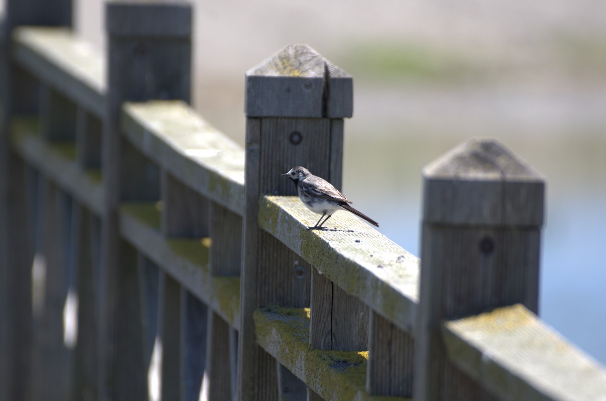 White Wagtail - ML620891356