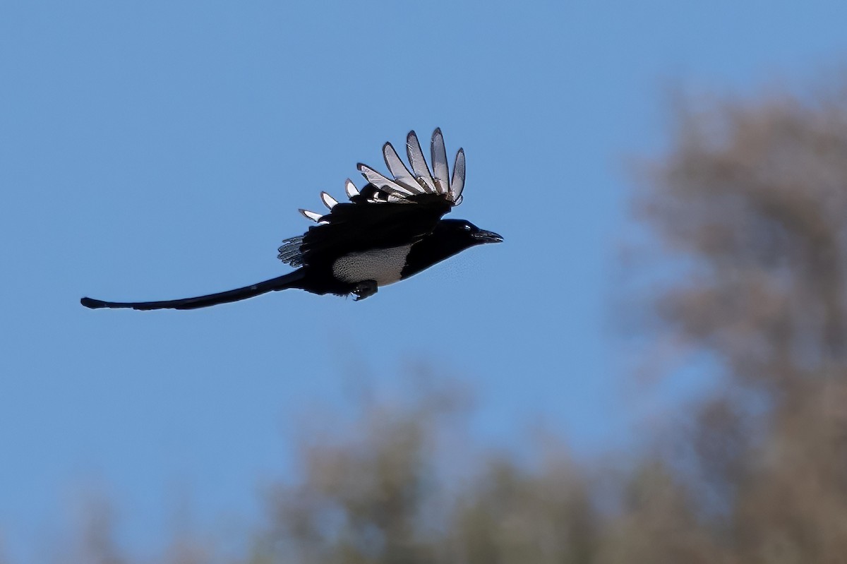 Black-billed Magpie - ML620891357