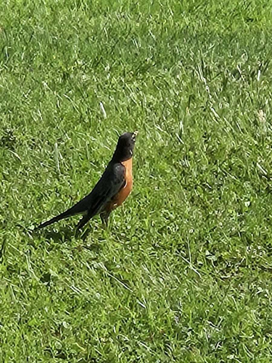 American Robin - ML620891359