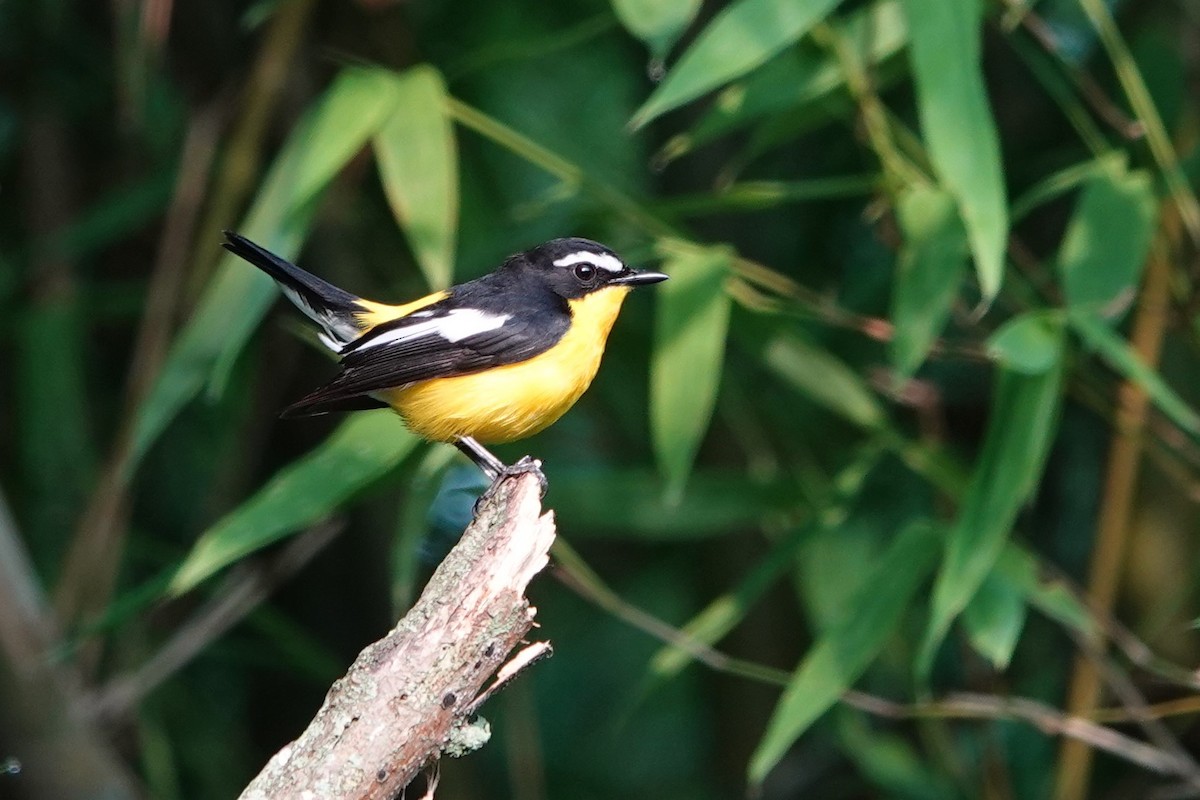 Yellow-rumped Flycatcher - ML620891360