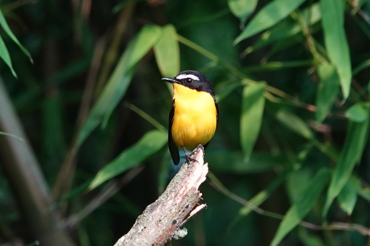 Yellow-rumped Flycatcher - ML620891362