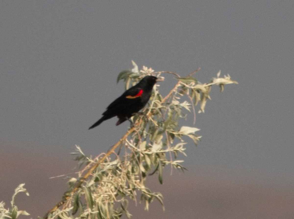 Red-winged Blackbird - ML620891364