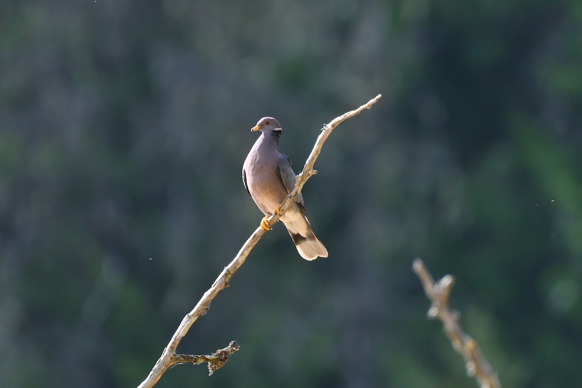 Band-tailed Pigeon - ML620891367