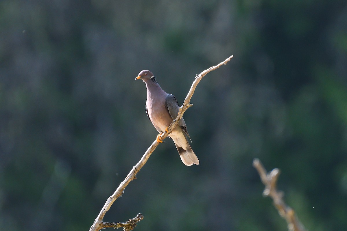 Band-tailed Pigeon - ML620891368