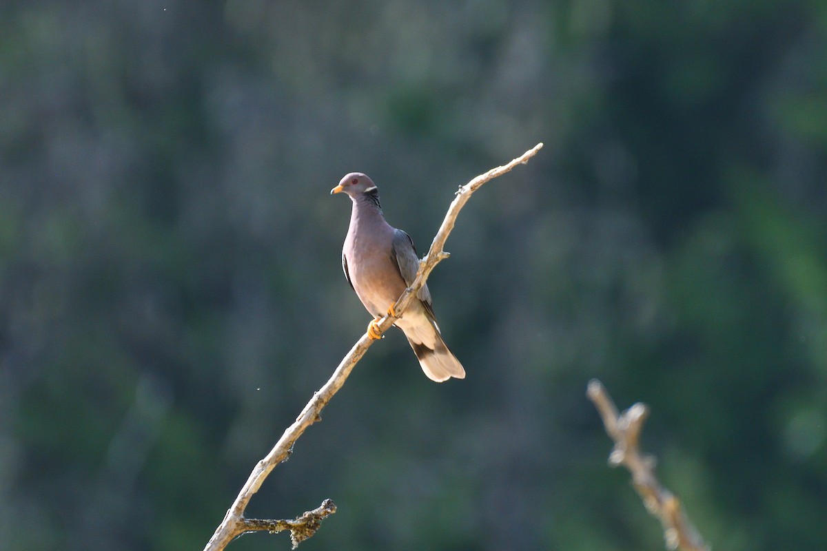 Band-tailed Pigeon - ML620891369