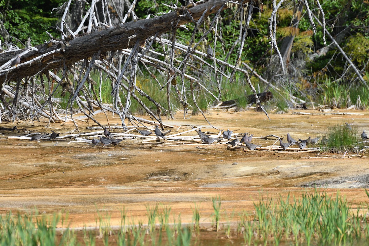 Band-tailed Pigeon - ML620891372