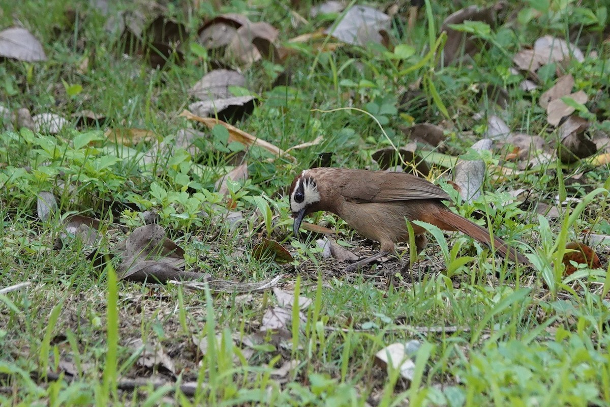 White-browed Laughingthrush - ML620891375