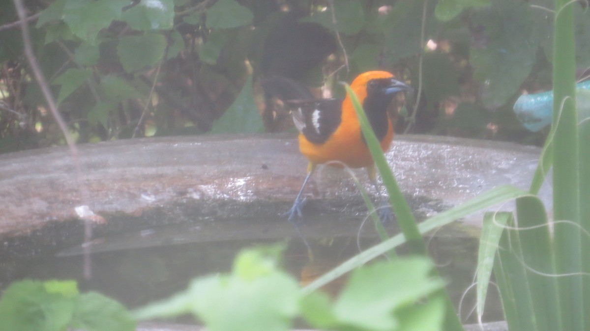 Oriole masqué (cucullatus/sennetti) - ML620891384