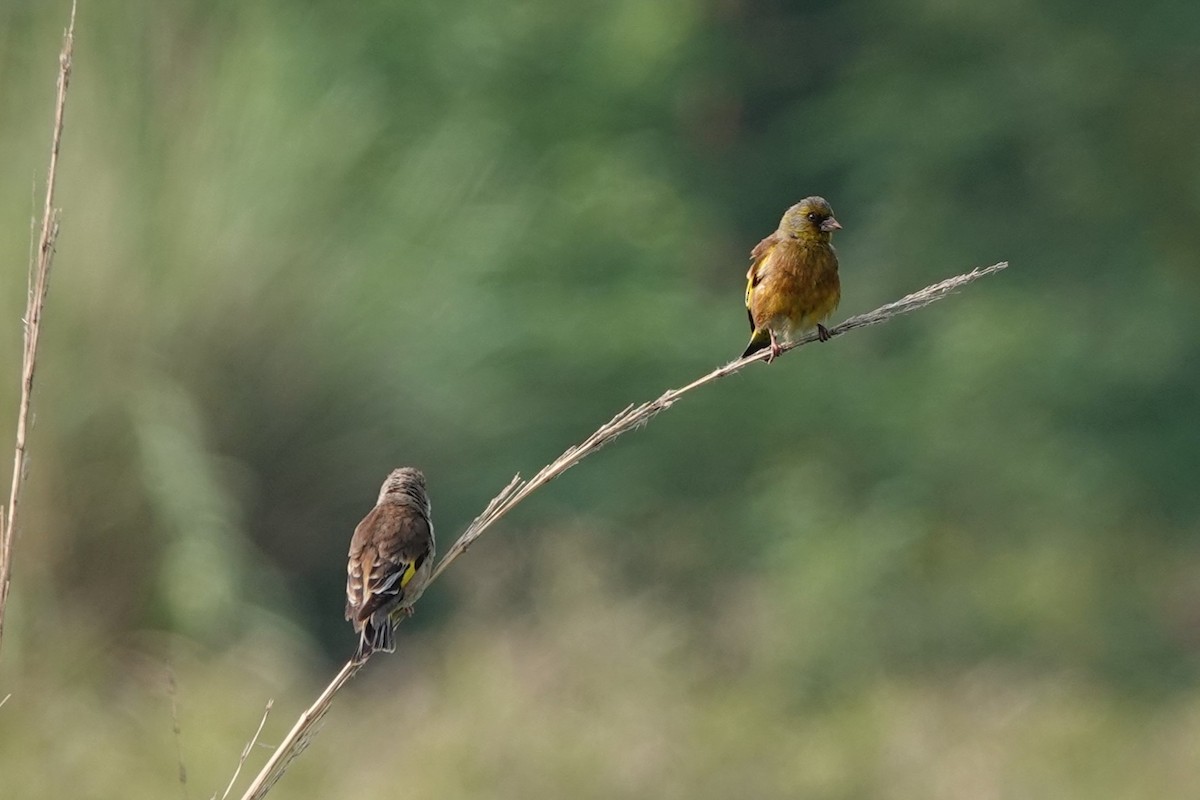 Oriental Greenfinch (Oriental) - ML620891385