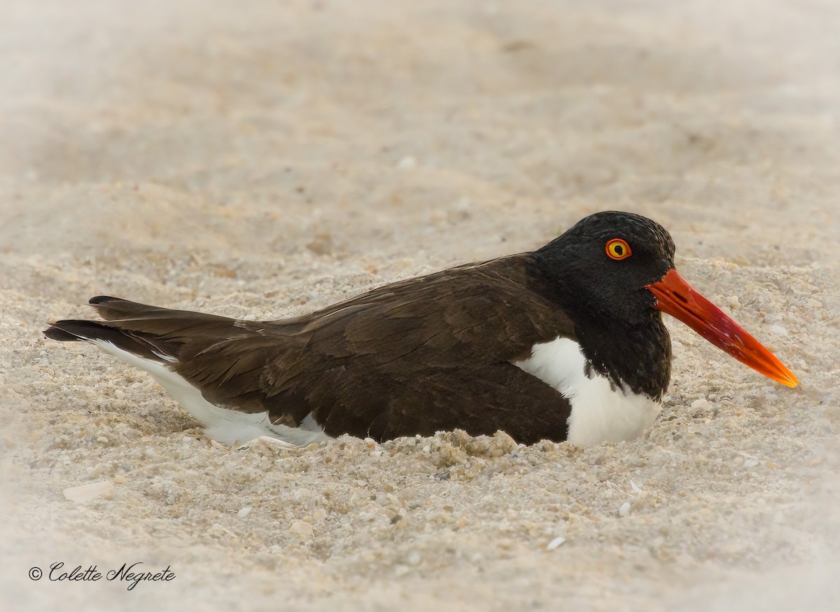 American Oystercatcher - Colette Vranicar