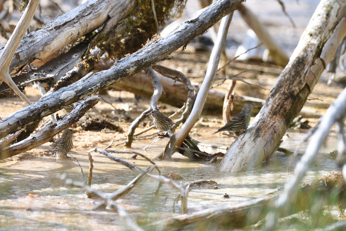 Pine Siskin - ML620891399