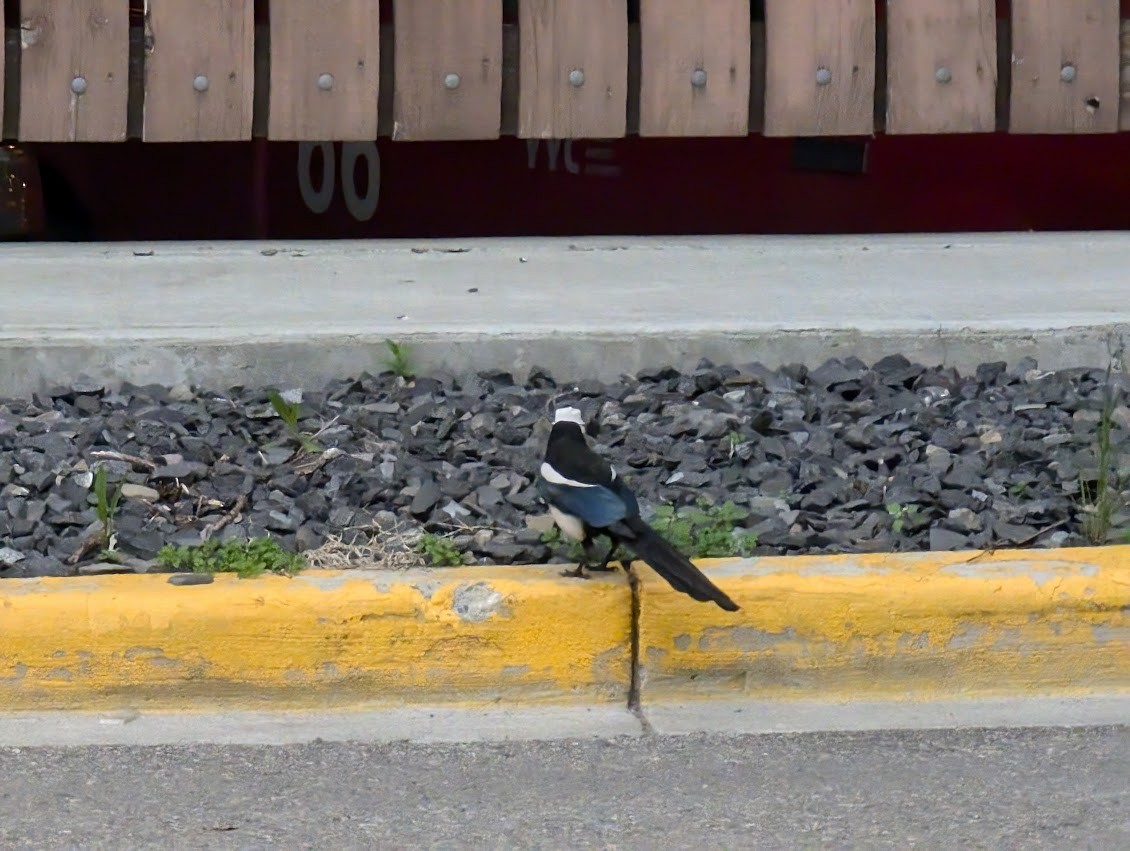 Black-billed Magpie - ML620891403