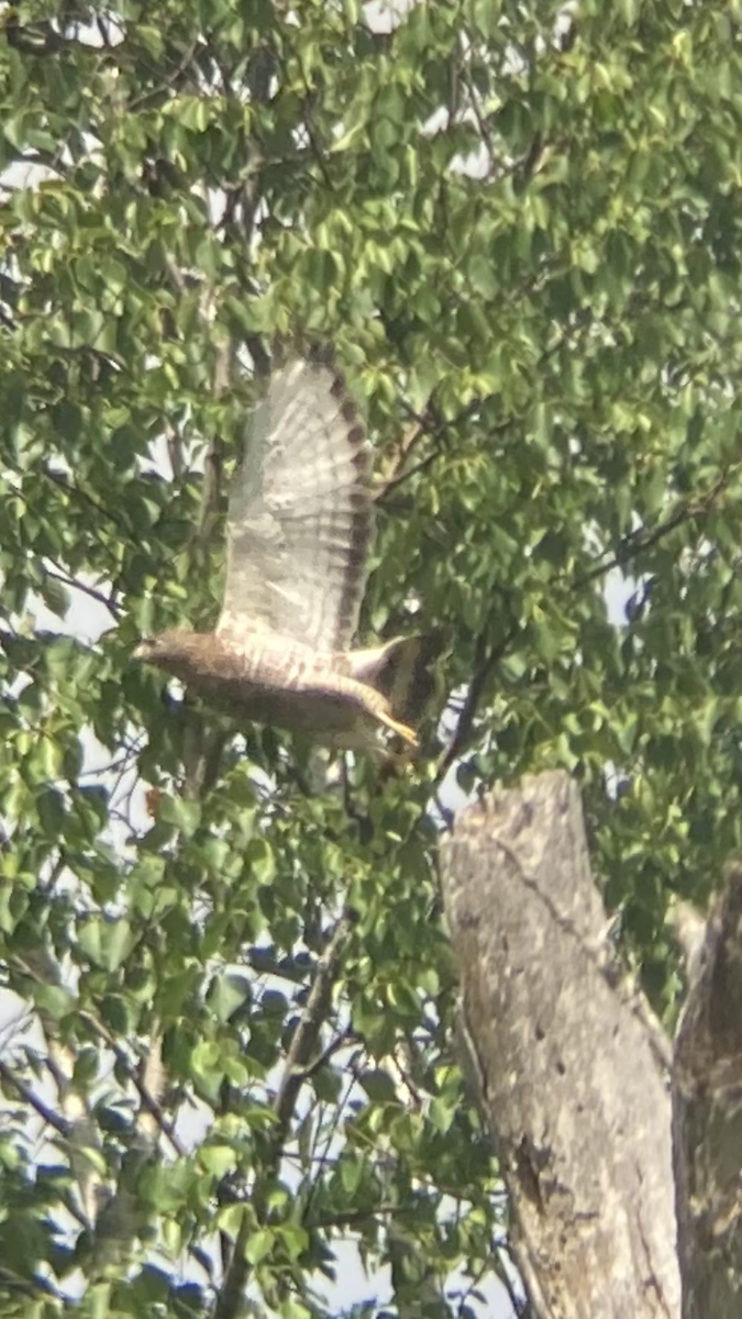 Broad-winged Hawk - ML620891405