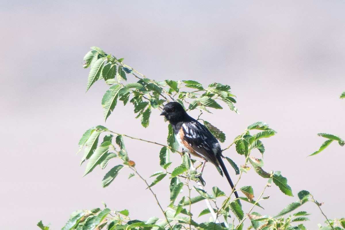 Spotted Towhee - ML620891407