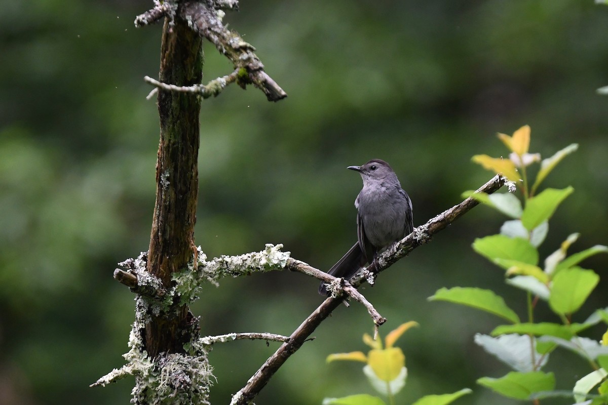 Gray Catbird - ML620891409