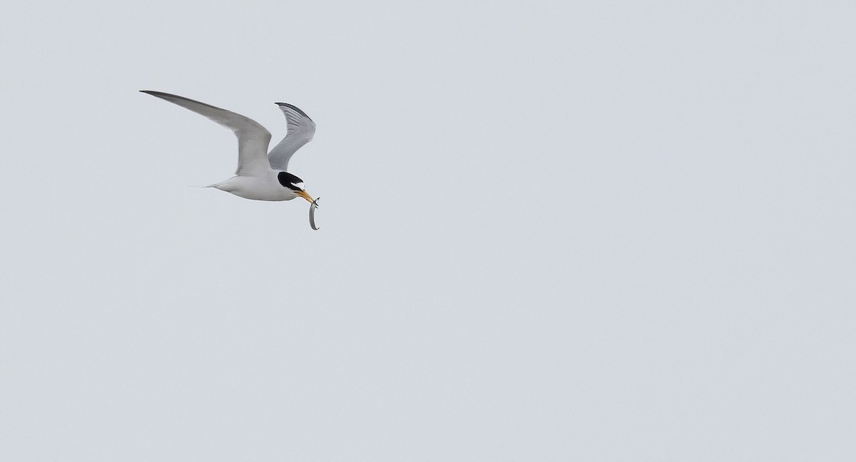 Least Tern - ML620891410