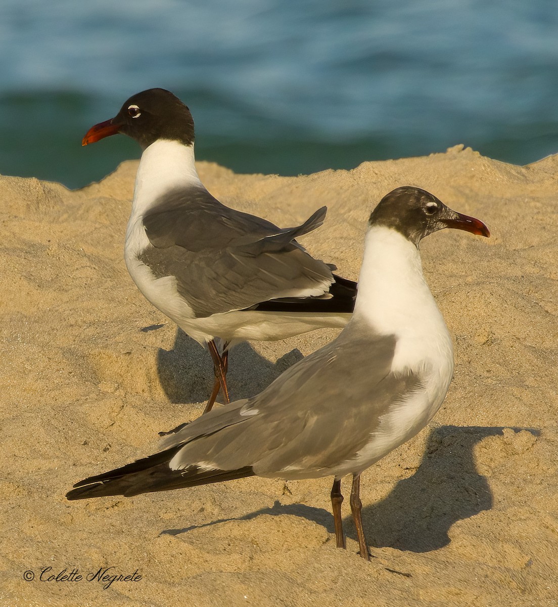 Laughing Gull - ML620891411