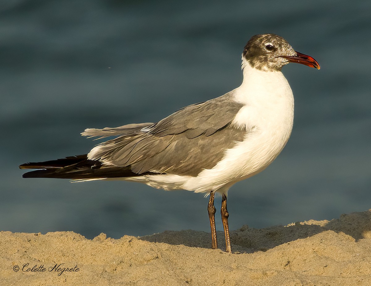 Mouette atricille - ML620891412