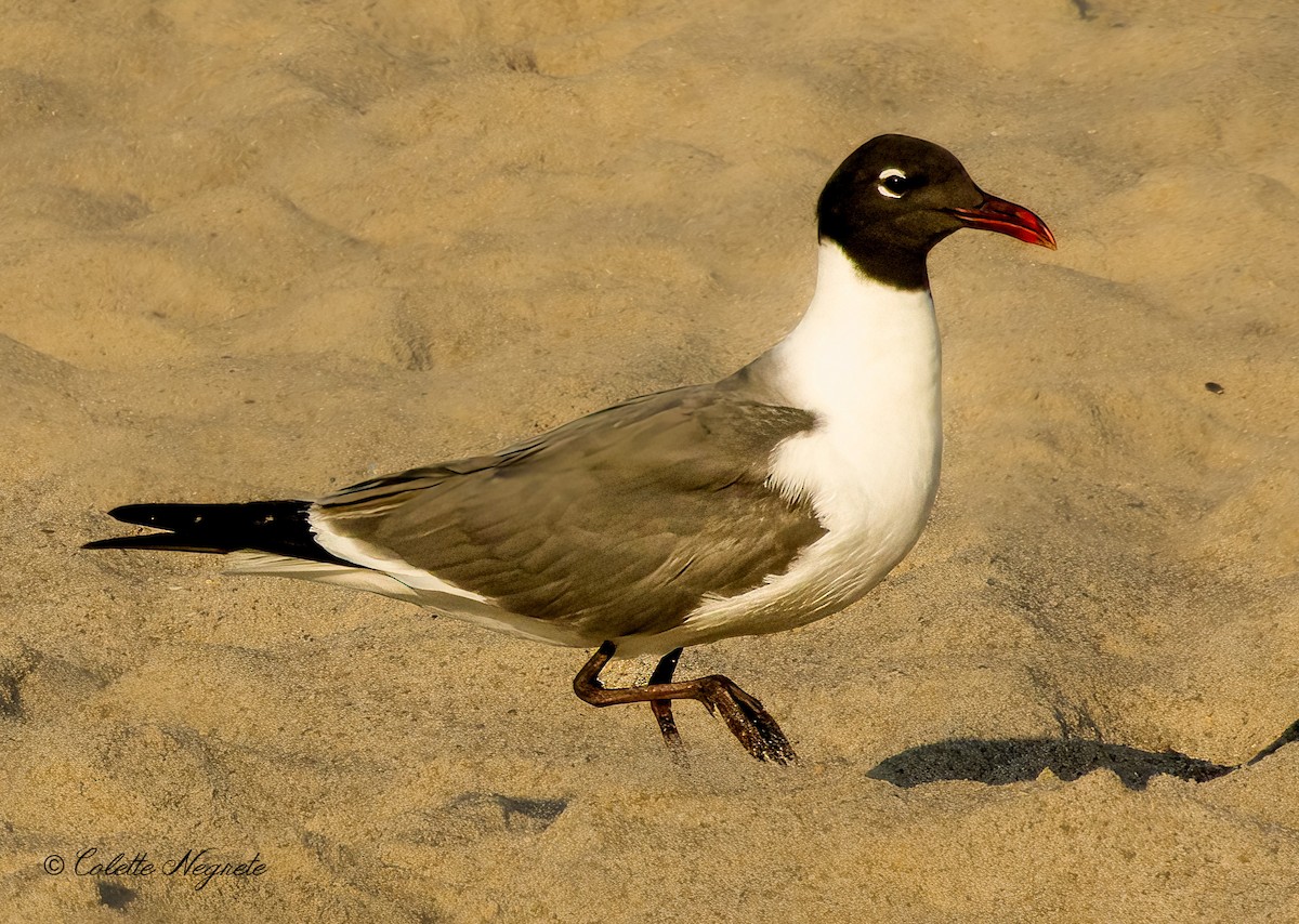 Mouette atricille - ML620891413