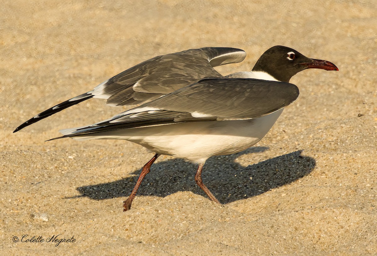 Mouette atricille - ML620891414