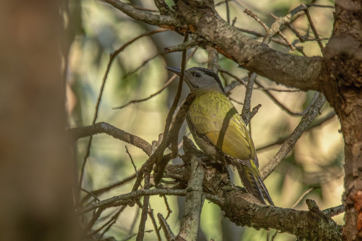 Gray-headed Woodpecker - ML620891415