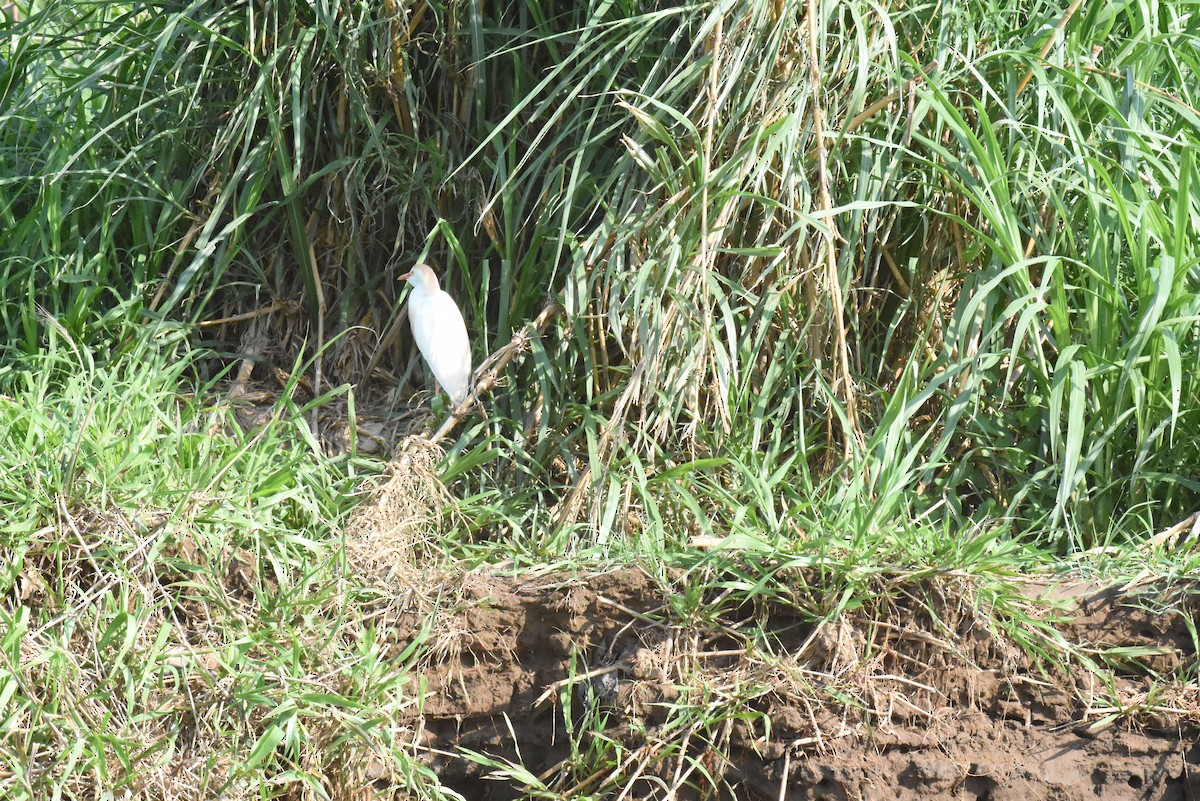 Western Cattle Egret - ML620891417