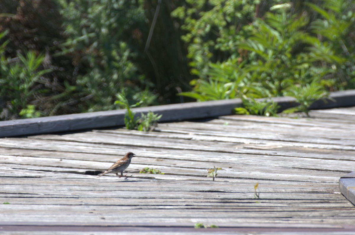 House Sparrow - ML620891418