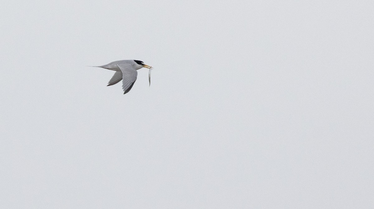 Least Tern - ML620891423