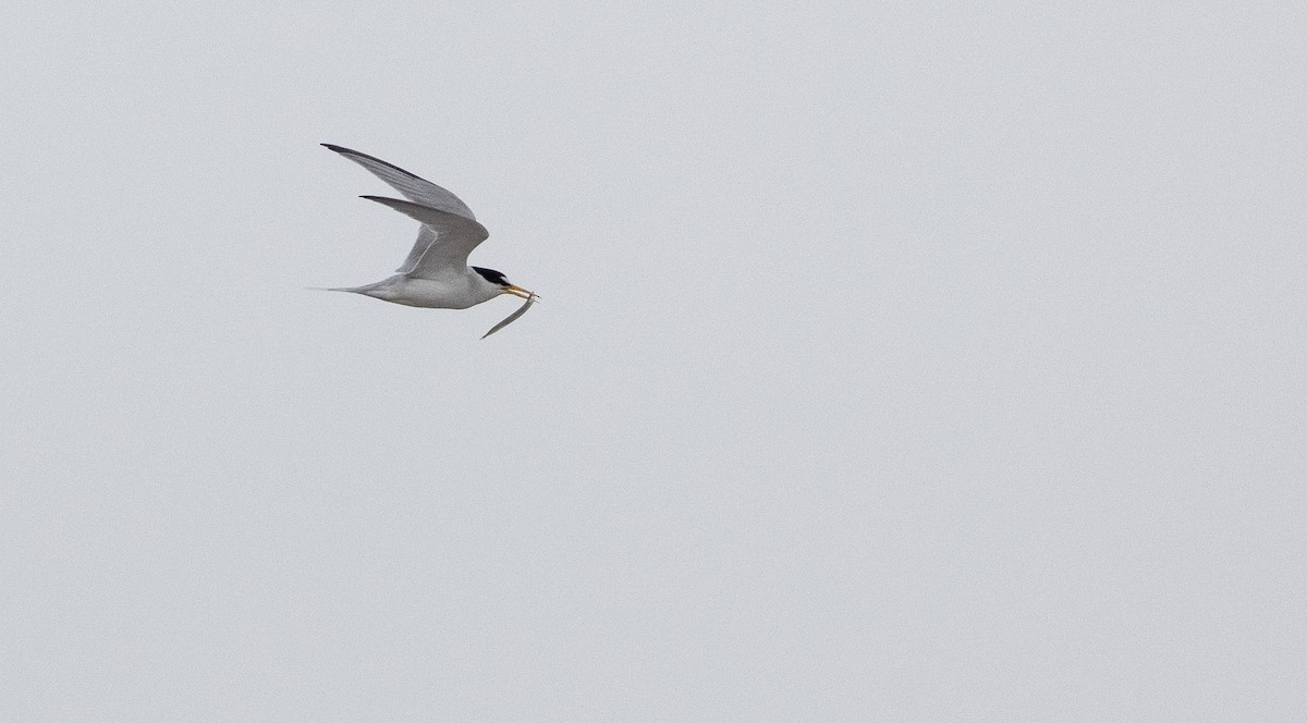 Least Tern - ML620891424