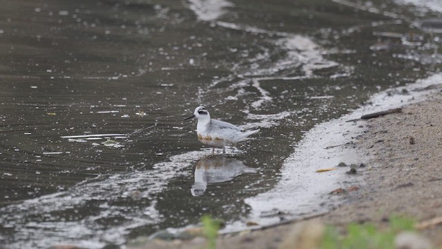 polarsvømmesnipe - ML620891431