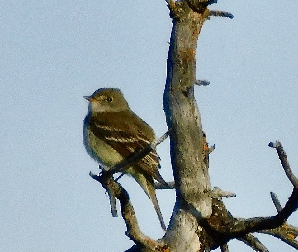 Alder Flycatcher - ML620891432